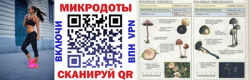 Купить закладки Никольское Галлюциногенные грибы мицелий